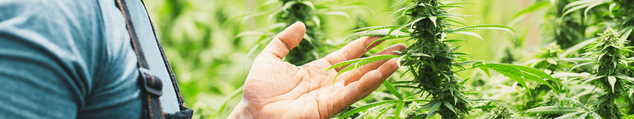 Reliable Halifax Bud Express Delivery: Your Guide to Quick Cannabis Access