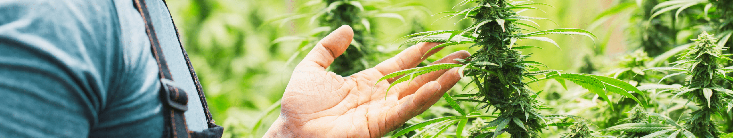 Reliable Halifax Bud Express Delivery: Your Guide to Quick Cannabis Access